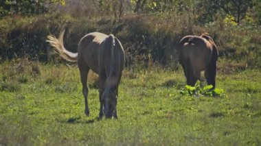 At çiftliğinde kahverengi atlar, tarlada otluyor.
