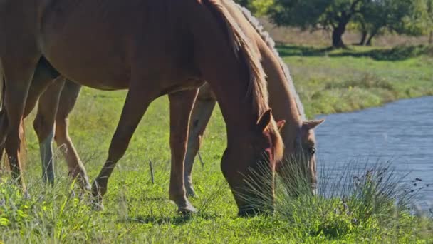 Brązowy Koń Wypasający Świeżą Trawę Zielonej Łące — Wideo stockowe