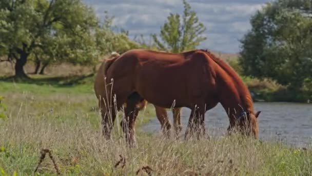 Pferde Weiden Tagsüber Auf Dem Feld — Stockvideo