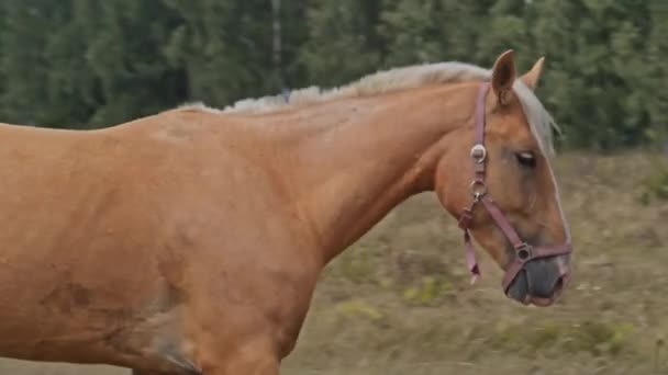 Καφέ Άλογο Βόσκησης Φρέσκο Γρασίδι Ένα Πράσινο Λιβάδι — Αρχείο Βίντεο