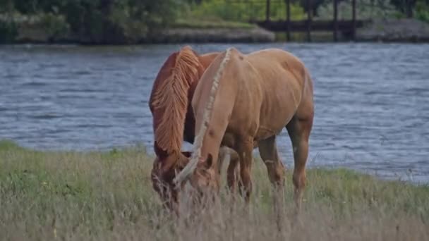 Καφέ Ιππασία Βόσκηση Άλογο Στο Γρασίδι — Αρχείο Βίντεο