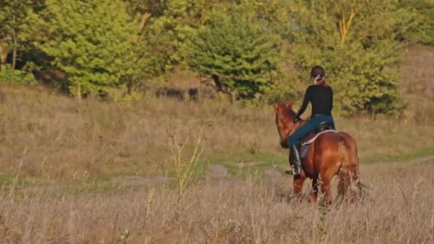 Άλογο Περπατά Κατά Μήκος Ενός Δασικού Μονοπατιού Ιππασία Ένα Άλογο — Αρχείο Βίντεο