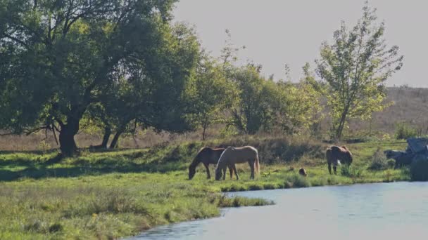 Konie Wypasane Polu Ciągu Dnia — Wideo stockowe