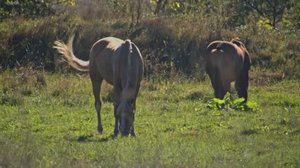 棕色的马在马场吃草 — 图库视频影像