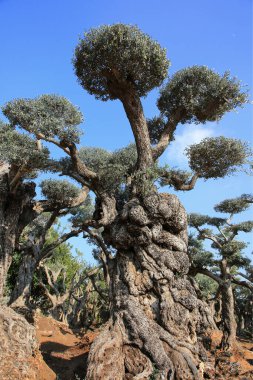 Eski zeytin ağaçları olan büyük bir zeytin çiftliği.