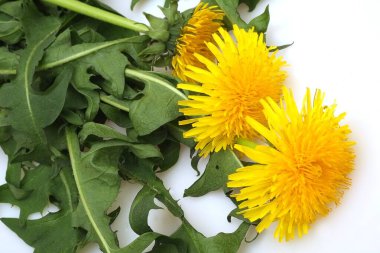 Beyaz bir arka planda soyutlanmış çiçek açan karahindiba çalısı.