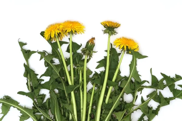 Bush Flowering Dandelions Isolated White Background — Fotografia de Stock