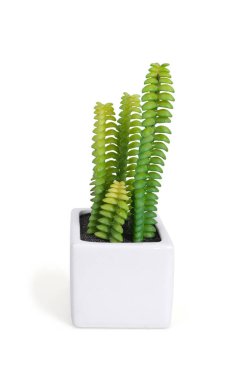 Beyaz arkaplanda bulunan sulu bitkilerin botanik kopyası. Kırpma yolu ile tasarım ögesi