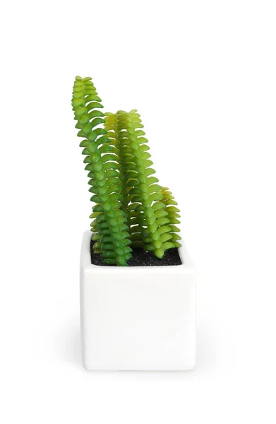 Copia Botanica Succulente Isolate Fondo Bianco Elemento Design Con Percorso — Foto Stock
