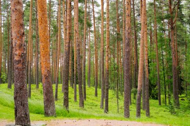 Bir yaz gününde bir çam ormanının kıyısında