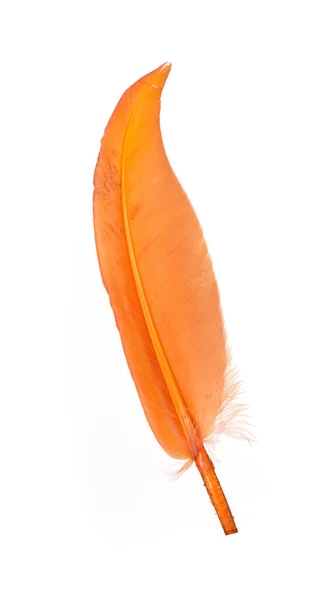 Leuchtend Orange Vogelfeder Isoliert Auf Weißem Hintergrund — Stockfoto