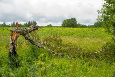 # Avrupa 'nın yaz aylarında # # Kırık, yaşlı bir ağacı olan #