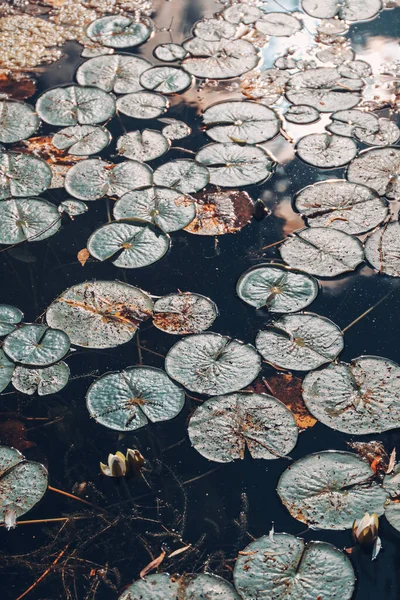 Blick von oben auf Seerosenblätter im Teich — Stockfoto