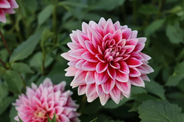 Schöne rosa Dahlienblüte Nahaufnahme Foto in der Natur mit einem grünen Hintergrund. Gartenarbeit, — Stockfoto