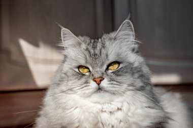Evcil hayvan portresi. Sarı gözlü, gri maskeli kedi. Biraz sinirli görün.