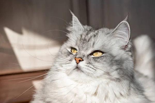 Bir evcil hayvanın yakın plan yüzü. Sarı gözlü gri maskeli kedi..