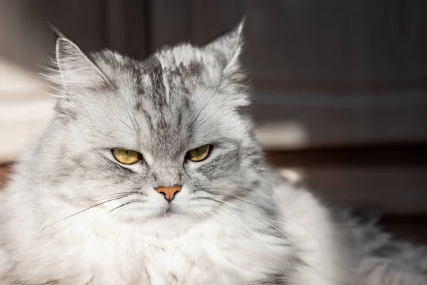 Κοντινό Πρόσωπο Ενός Κατοικίδιου Γκρι Γάτα Μεταμφίεσης Κίτρινα Πράσινα Μάτια — Φωτογραφία Αρχείου