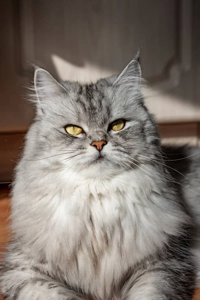 Όμορφη Μασκαρεμένη Γάτα Κοιτάζει Την Κάμερα Γκρίζος Αχθοφόρος Γάτα Ξαπλώνει — Φωτογραφία Αρχείου