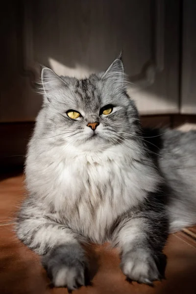 Bonito Longhair Gato Mentiras Retrato Gato Cinza Isolado Raça Mascarada — Fotografia de Stock