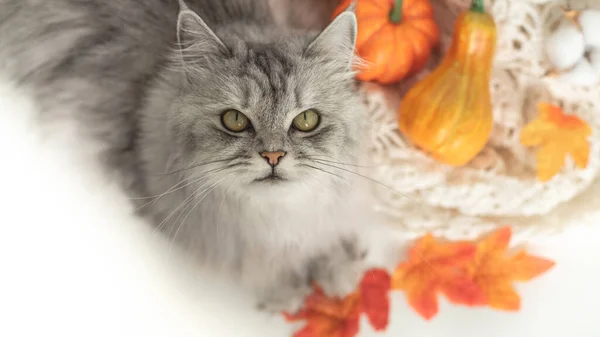 一只可爱的灰色美丽的猫在南瓜旁边的肖像 这只猫正在看着摄像机 舒适的秋天周末的概念 从上面看 — 图库照片