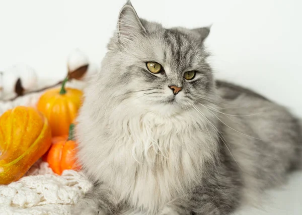 毛茸茸的灰色化装舞会猫躺在白色背景的南瓜旁边 舒适的秋天的概念 文字的位置 万圣节快乐 — 图库照片