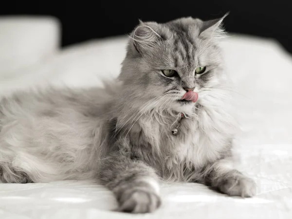 Vacker Långhårig Katt Ligger Sängen Katten Slickar Sina Läppar — Stockfoto