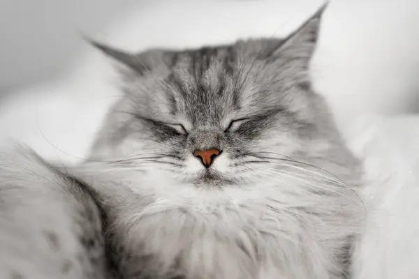 Närbild Porträtt Vacker Fluffig Grå Katt Som Ligger Sängen Katten — Stockfoto