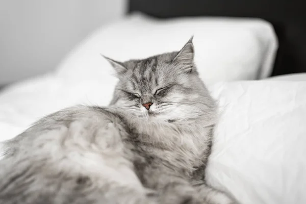 Porträtt Vacker Fluffig Silverkatt Som Ligger Sängen Neva Maskerad Katt — Stockfoto