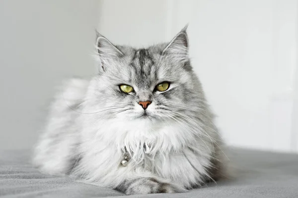 Krásná Šedá Kočka Žlutýma Očima Leží Šedé Přikrývce Pyšným Výrazem — Stock fotografie