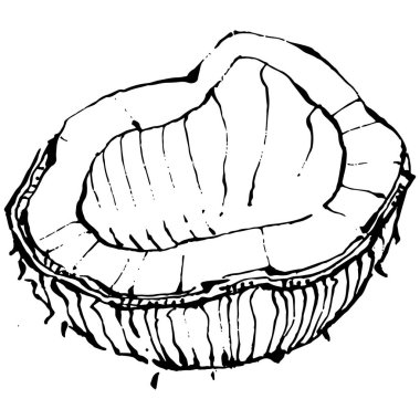 Vektör hindistan cevizi el çizimi çizimi. Vektör tropikal gıda çizimi. Eski tarz. Tasarım logosu, menü, etiket, simge, pul için en iyisi.