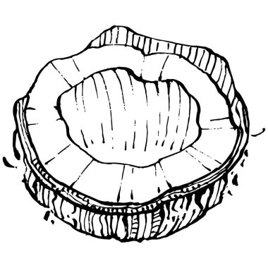 Vektör hindistan cevizi el çizimi çizimi. Vektör tropikal gıda çizimi. Eski tarz. Tasarım logosu, menü, etiket, simge, pul için en iyisi.