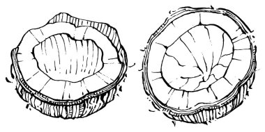 Vektör hindistan cevizi el çizimi çizimi. Vektör tropikal gıda çizimi. Eski tarz. Tasarım logosu, menü, etiket, simge, pul için en iyisi.