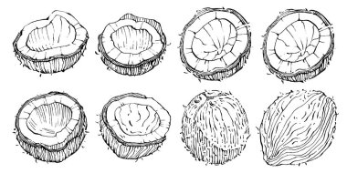 Vektör hindistan cevizi el çizimi çizimi. Vektör tropikal gıda çizimi. Eski tarz. Tasarım logosu, menü, etiket, simge, pul için en iyisi.