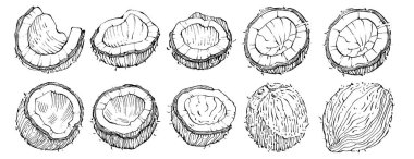 Vektör hindistan cevizi el çizimi çizimi. Vektör tropikal gıda çizimi. Eski tarz. Tasarım logosu, menü, etiket, simge, pul için en iyisi.
