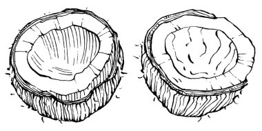 Vektör hindistan cevizi el çizimi çizimi. Vektör tropikal gıda çizimi. Eski tarz. Tasarım logosu, menü, etiket, simge, pul için en iyisi.