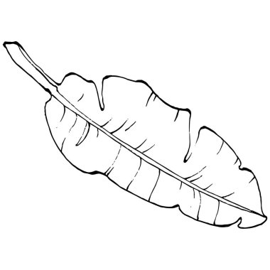 El yapımı izole edilmiş muz. Vektör illüstrasyonu egzotik meyve. 