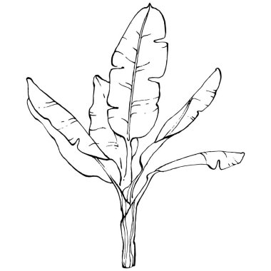 El yapımı izole edilmiş muz. Vektör illüstrasyonu egzotik meyve. 