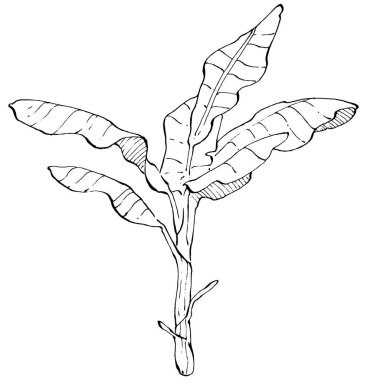 El yapımı izole edilmiş muz. Vektör illüstrasyonu egzotik meyve. 