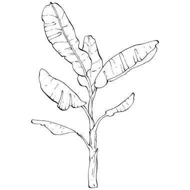 El yapımı izole edilmiş muz. Vektör illüstrasyonu egzotik meyve. 