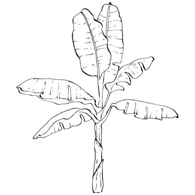 El yapımı izole edilmiş muz. Vektör illüstrasyonu egzotik meyve. 