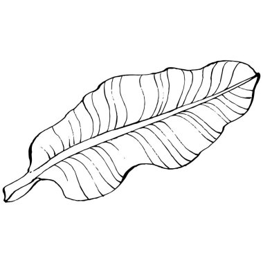 El yapımı izole edilmiş muz. Vektör illüstrasyonu egzotik meyve. 