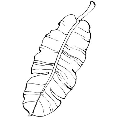 El yapımı izole edilmiş muz. Vektör illüstrasyonu egzotik meyve. 