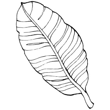 El yapımı izole edilmiş muz. Vektör illüstrasyonu egzotik meyve. 