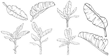El yapımı izole edilmiş muz. Vektör illüstrasyonu egzotik meyve. 