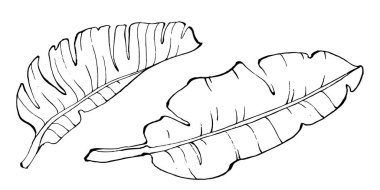 El yapımı izole edilmiş muz. Vektör illüstrasyonu egzotik meyve. 