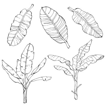 El yapımı izole edilmiş muz. Vektör illüstrasyonu egzotik meyve. 