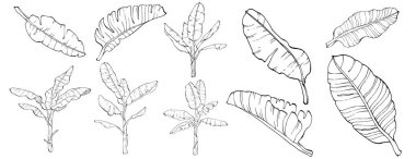 El yapımı izole edilmiş muz. Vektör illüstrasyonu egzotik meyve. 