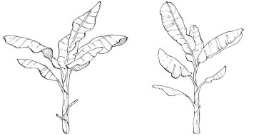 El yapımı izole edilmiş muz. Vektör illüstrasyonu egzotik meyve. 