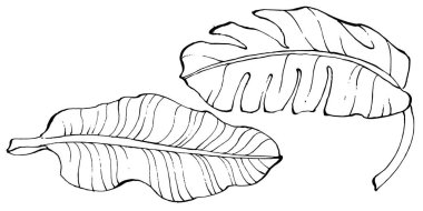 El yapımı izole edilmiş muz. Vektör illüstrasyonu egzotik meyve. 
