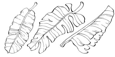 El yapımı izole edilmiş muz. Vektör illüstrasyonu egzotik meyve. 